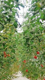 现代农业西红柿蔬菜种植竖屏