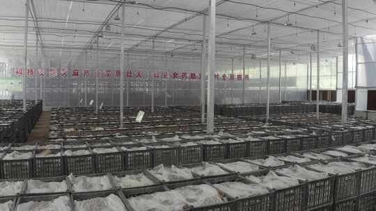 天麻大棚种植基地