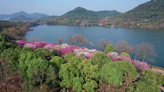 杭州湘湖梅花