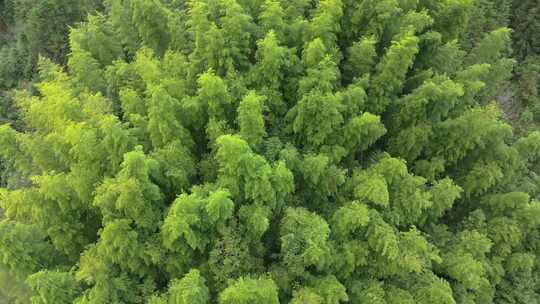 安徽皖南山区高山上的绿色竹林航拍