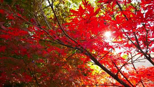 红叶秋天美丽漂亮的红色槭树树叶