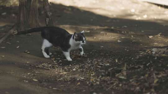 猫咪宠物户外流浪猫休闲