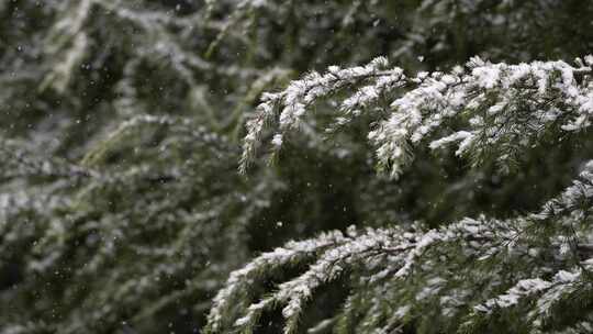 寒冷冬季公园松树雪花大雪空境升格