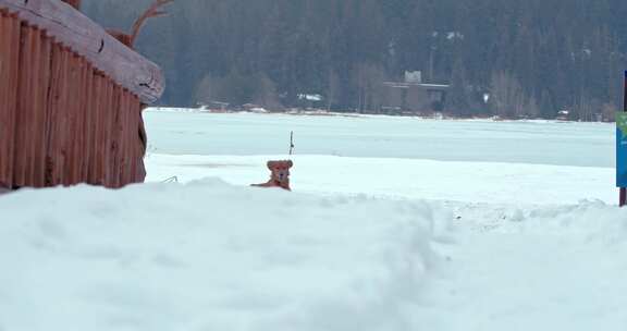 狗，金毛猎犬，玩耍，雪