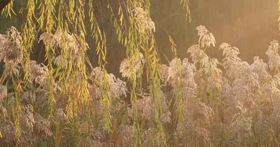 夕阳下美丽的柳树芦苇金色光影小清新温馨