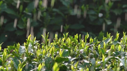 西湖龙井春雨春茶逆光雨滴升格唯美视频视频素材模板下载