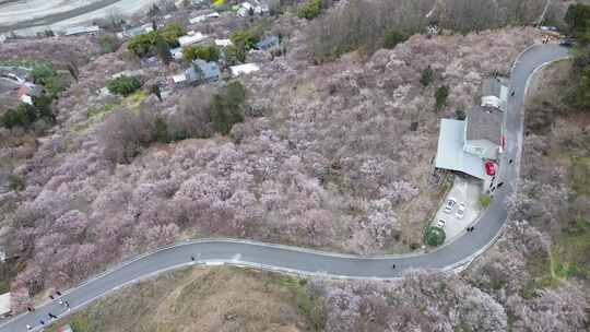 四川绵阳市平通镇梅林视频素材模板下载