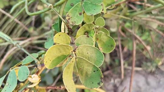 决明子植物种子