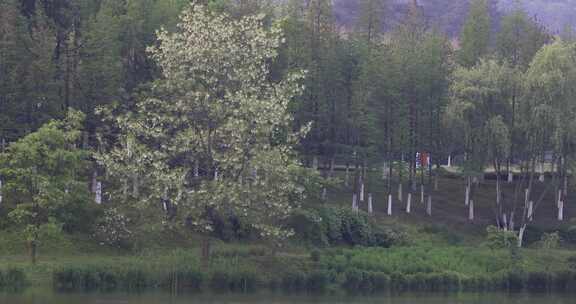 春天溧阳城市公园美丽绿化景观