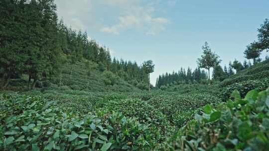 【正版素材】四川雅安荥经县茶园1052