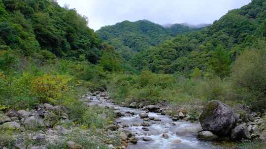 山中森林里清澈流淌的小溪