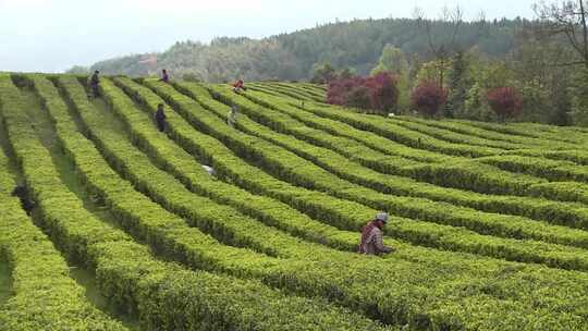 春季茶园采茶