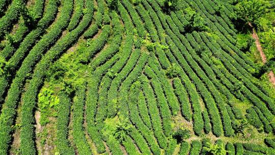 航拍茶叶茶园茶场