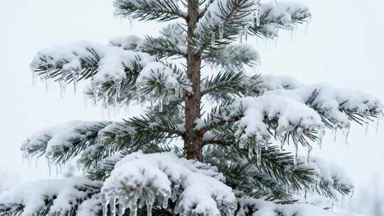 冬季严寒松树枝头积雪冰挂唯美特写视频