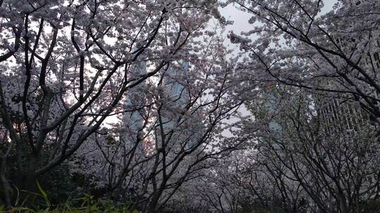 上海东昌路樱花花瓣公园风景片段