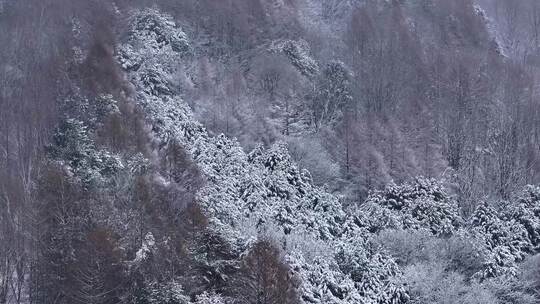 航拍东北下暴雪林海雪原威虎山