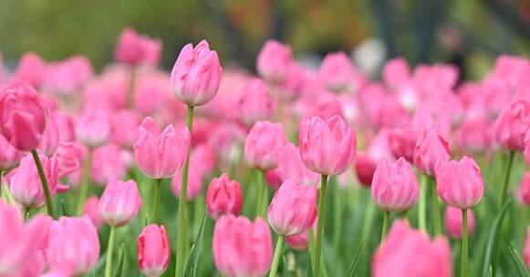 郁金香花海绚丽斑斓