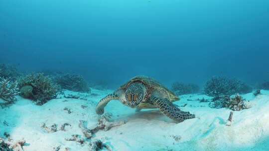 好奇的海龟在水下沙滩上缓慢地向一名水肺潜水员靠近。特写镜头