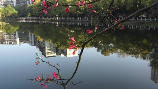 春天海棠花树