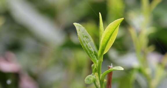 杭州西湖龙井新茶嫩茶叶特写