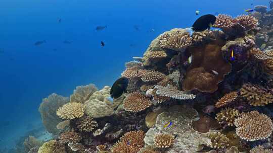 海底世界 海底珊瑚热带鱼视频素材模板下载