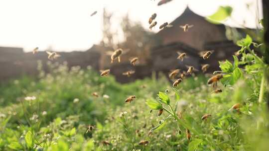 春天田野养蜂场蜜蜂围绕蜂箱飞舞慢镜头