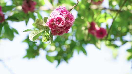 空镜头大自然中鲜花的特写