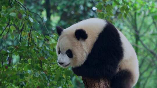 熊猫爬树顶端