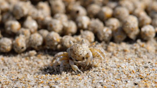 沙滩上的沙泡蟹