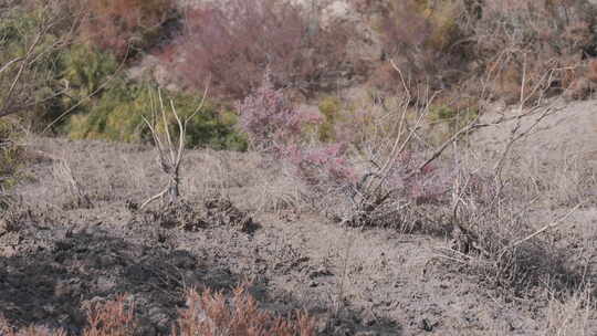 新疆秋天沙漠植被4K素材