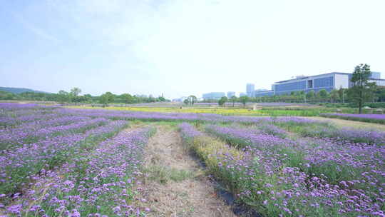 武汉洪山区光谷花海