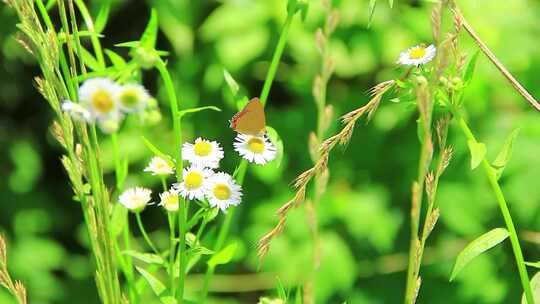 夏天户外的白色野花小雏菊山花实拍素材