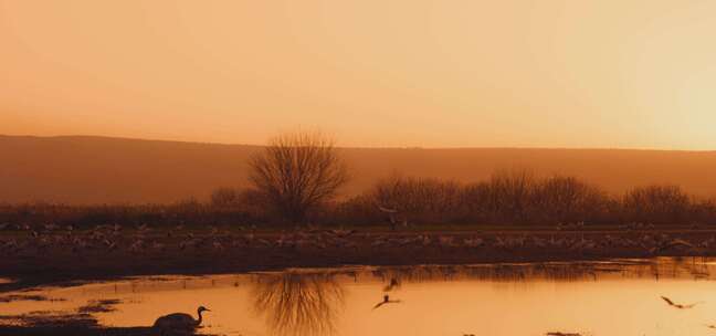 夕阳下的沼泽水鸟群