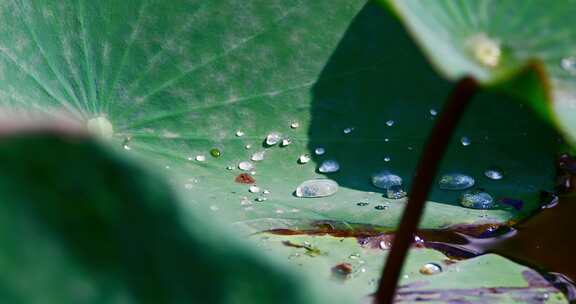 雨后荷叶上的露水珠