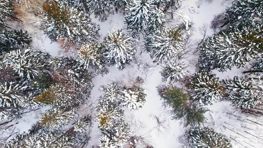 中国黑龙江大兴安岭雪原森林雪景航拍