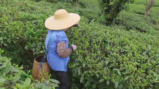 茶园里茶农在采茶叶