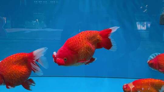 游动的福州红色金鱼视频素材模板下载