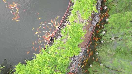 湖中绿道边成群锦鲤航拍