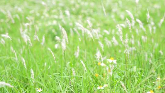 微风吹拂草丛实拍