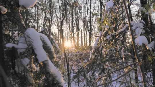 积雪覆盖的树枝