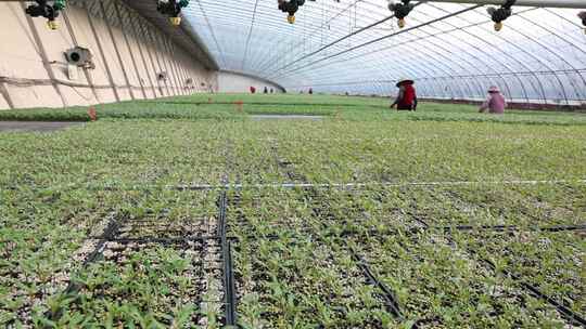 大雪节气菜农管理大棚西红柿苗浇水移苗