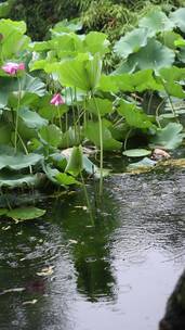 雨天荷塘里雨滴打在水面上泛起涟漪