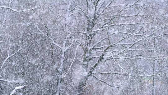 冬季雪花落在树枝上视频素材模板下载