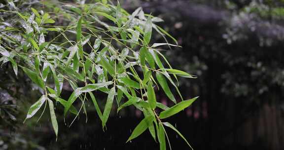 竹子竹叶雨水4k升格慢镜 沉浸式 禅意