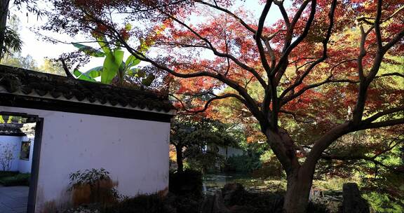 秋天江南园林古风建筑和色彩鲜艳的枫叶