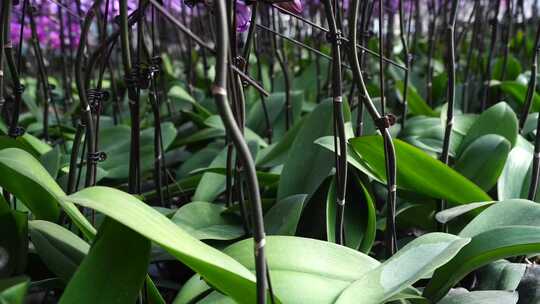 绿叶 叶脉 植物 自然 清新 绿色