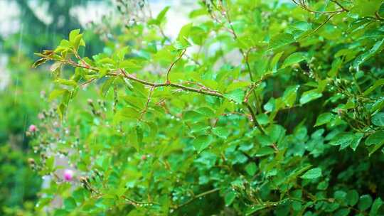 雨中的树木实拍