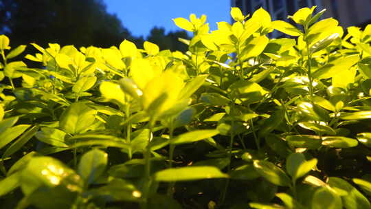 田间菜地 自然 生活 悠闲 惬意