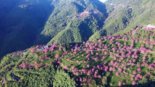 云南大理无量山樱花谷冬樱花和茶园茶树航拍