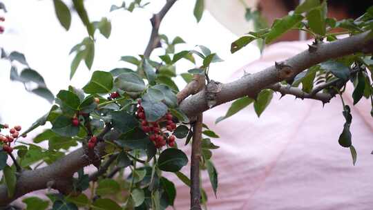 花椒采摘 花椒收获 花椒丰收 花椒大特写